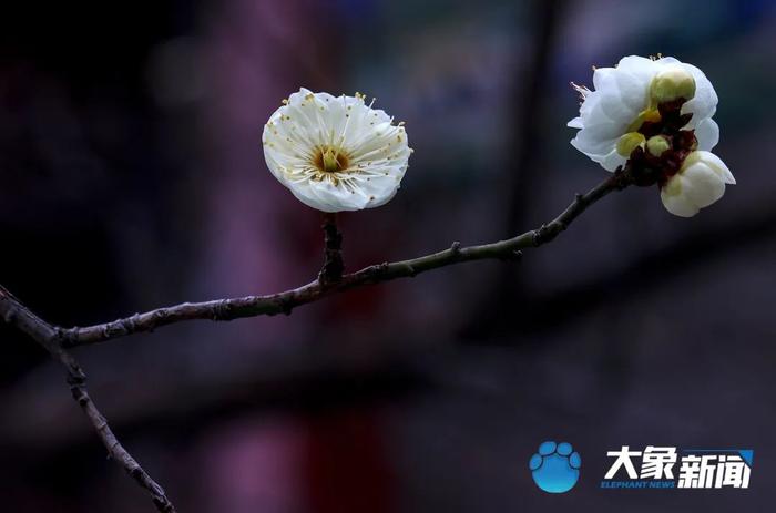 图集 | 凌寒傲立、暗香浮动！这是郑州市公园里经风雪洗礼后的梅花