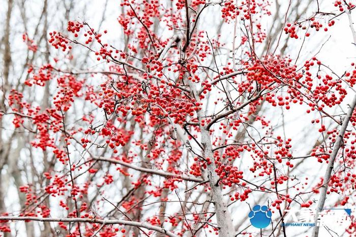 图集 | 凌寒傲立、暗香浮动！这是郑州市公园里经风雪洗礼后的梅花