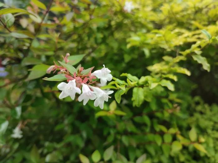 林草日历㉗|北京乡土树种：接骨木、鸡树条、六道木