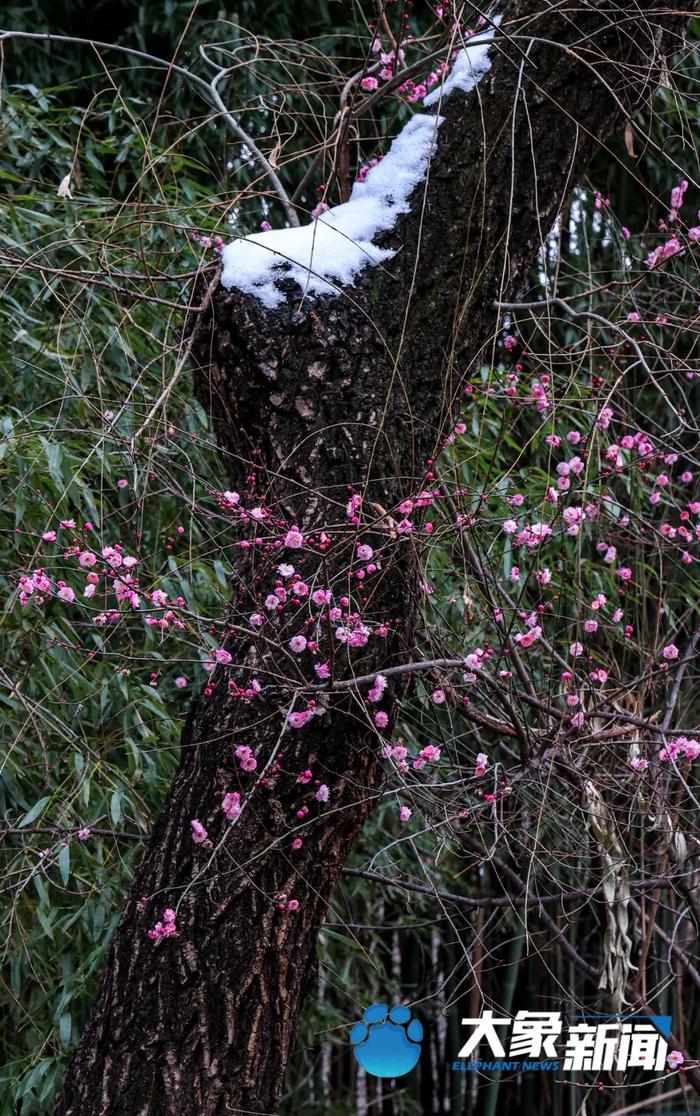 图集 | 凌寒傲立、暗香浮动！这是郑州市公园里经风雪洗礼后的梅花