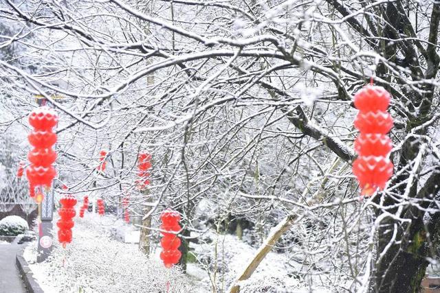 雅安蒙顶山景区迎瑞雪 红墙、白雪、银枝美不胜收丨冬游四川上封面