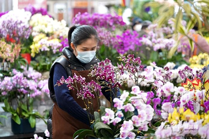 石家庄：年味渐浓 花卉走俏节日市场