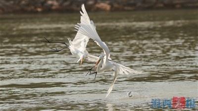 下潭尾红树林公园 成为市民春节休闲游玩好去处