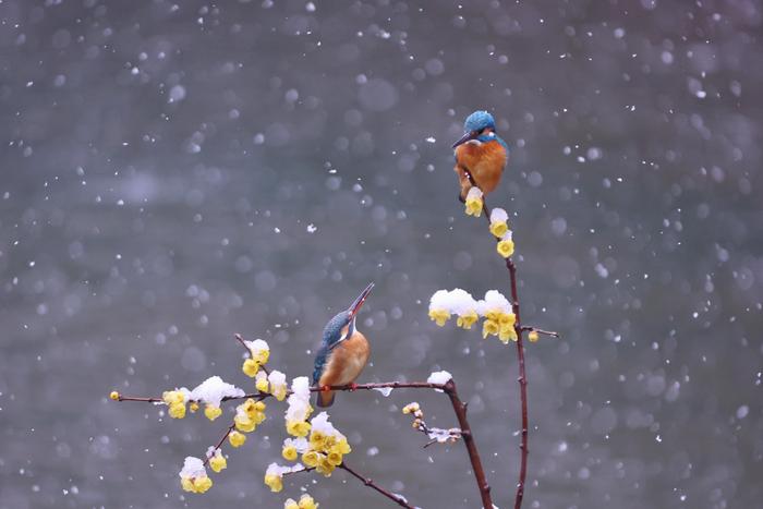 美！全国多地迎来虎年首场瑞雪