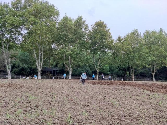 如何实现青草自由？看！这是铲屎官为动物们“承包”的饲料地