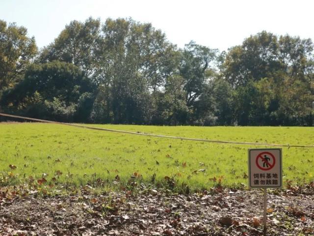 如何实现青草自由？看！这是铲屎官为动物们“承包”的饲料地