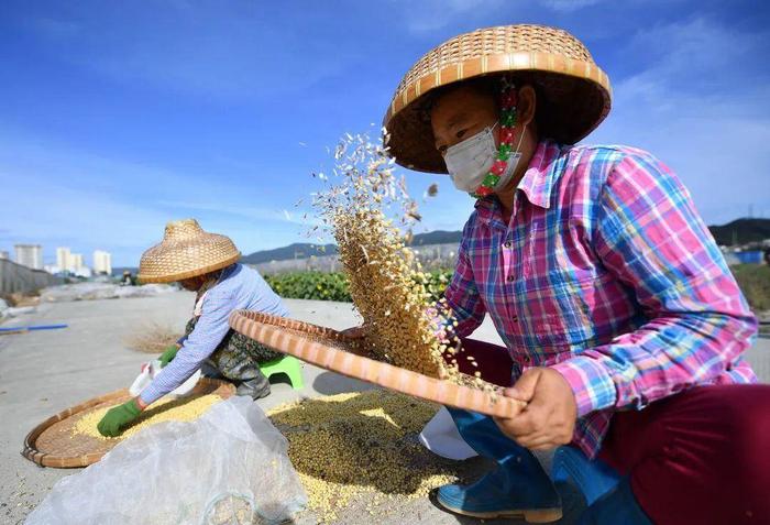 大豆减产是玉米的“错”？如何提高自给率？