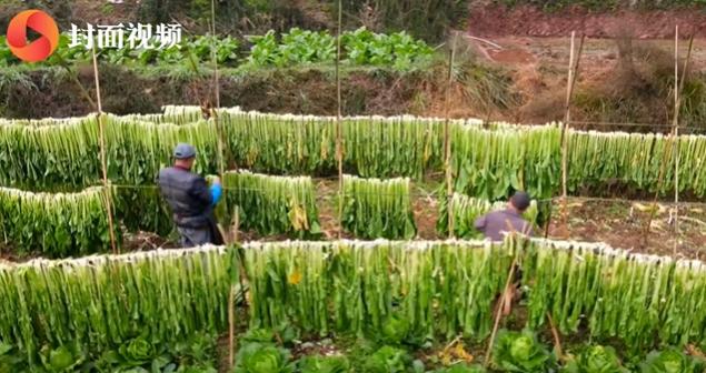 小康圆梦｜万亩青菜迎丰收 四川泸州合江县先市镇一抹青绿变“黄金”