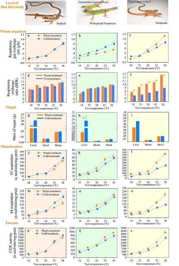 研究揭示蜥蜴能量代谢对温度驯化响应的纬度格局与机制
