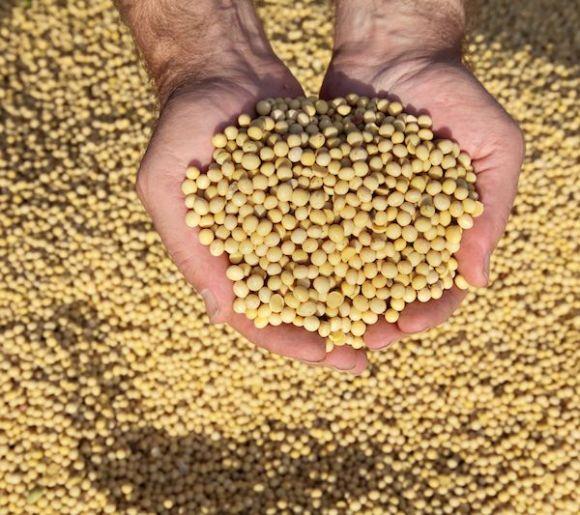 大豆播种面积和产量“双减”，价格一路走高，多地发声将扩种大豆！