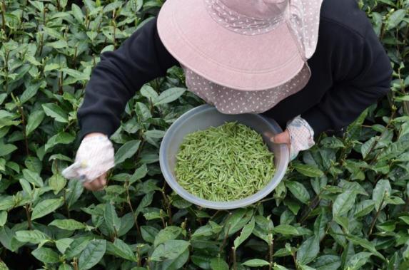 ​宋徽宗盛赞的白茶！太姥山上陈5年，茶香浓郁，入口甘醇