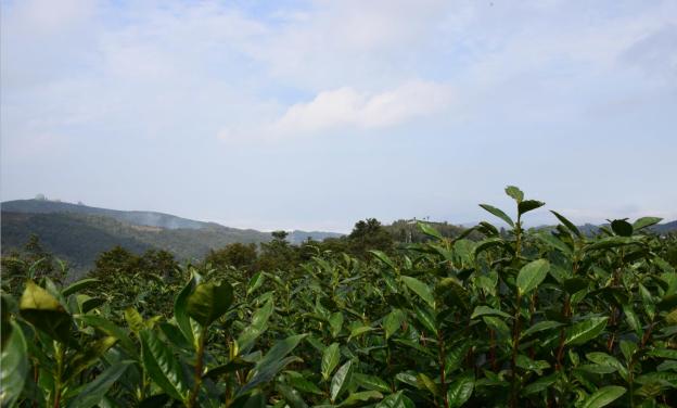 ​宋徽宗盛赞的白茶！太姥山上陈5年，茶香浓郁，入口甘醇