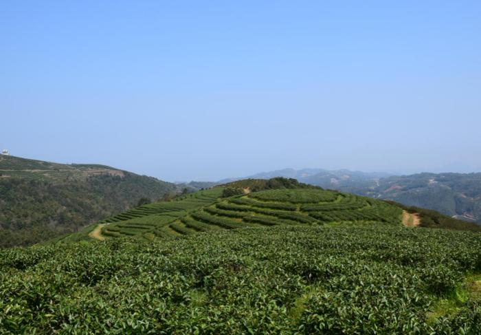 ​宋徽宗盛赞的白茶！太姥山上陈5年，茶香浓郁，入口甘醇