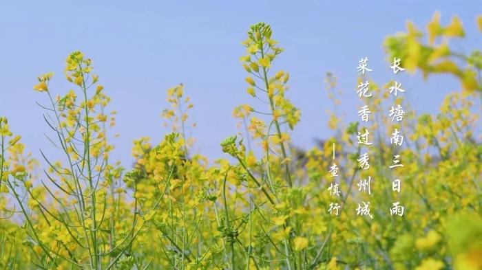 节气｜雨水，沾衣欲湿杏花雨