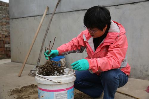 根结线虫对猕猴桃的危害研究与防控亟需加强