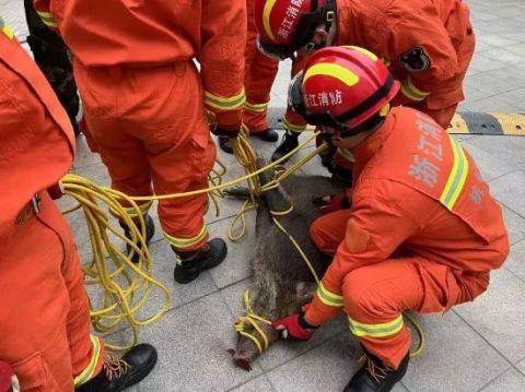 今天，一头野猪闯进杭州一综合体！跟野狗打架打输了？最终被消防员控制