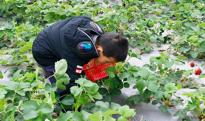 周末去踏青，上海各区草莓采摘地图来啦！
