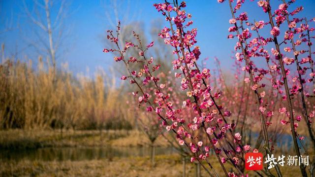 “云外簟凉吟峤月，岛边花暖钓江春”，风和日丽，扬州新城迎来一拨接一拨踏青赏春游客