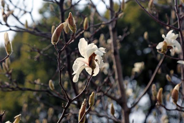 上海市花向阳开放，这株“急先锋”连续三年刷新早开记录，今年突然正常了？