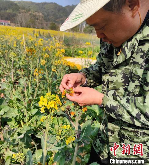 两会人物|“油菜大王”沈昌健：不能让种粮大户和粮农“丰年不丰收”