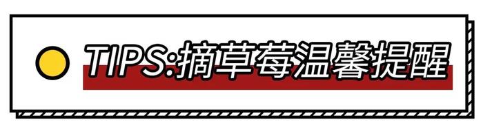 越来越甜！舟山这些地方可以采摘草莓，路线、价格都帮你打听好了！