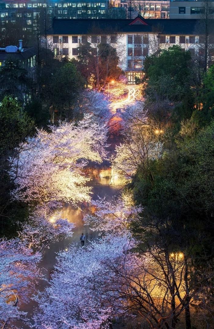 南京林业大学,樱花之夜。摄影/熊伟