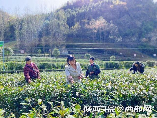 安康市白河县卡子镇：万亩茶园吐新绿