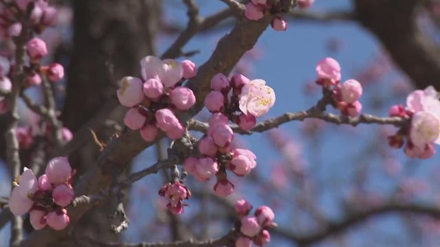 青龙湖森林公园粉色花海春意浓