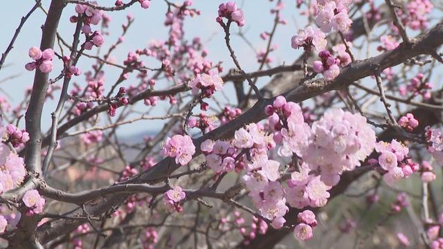 青龙湖森林公园粉色花海春意浓