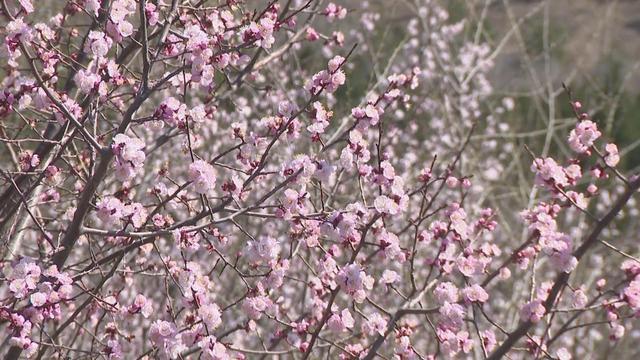 青龙湖森林公园粉色花海春意浓