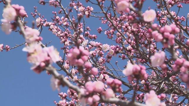 青龙湖森林公园粉色花海春意浓