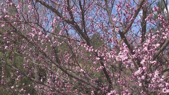 青龙湖森林公园粉色花海春意浓