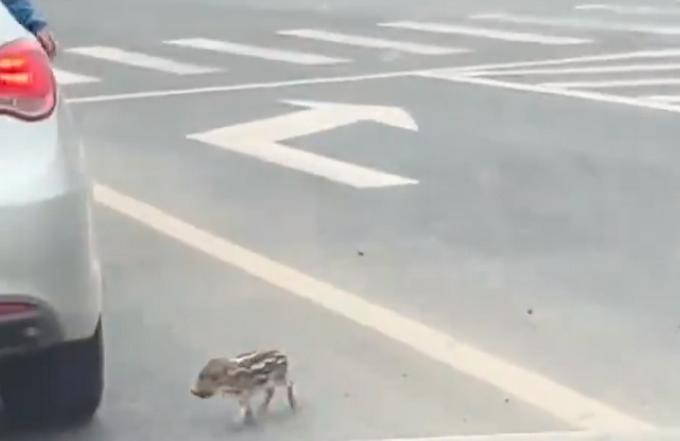 南京街头窜出一只落单野猪幼崽！身上布满浅色条纹，网友直呼可爱