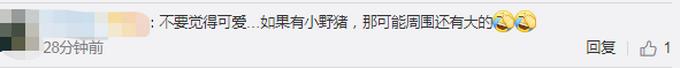 南京街头窜出一只落单野猪幼崽！身上布满浅色条纹，网友直呼可爱