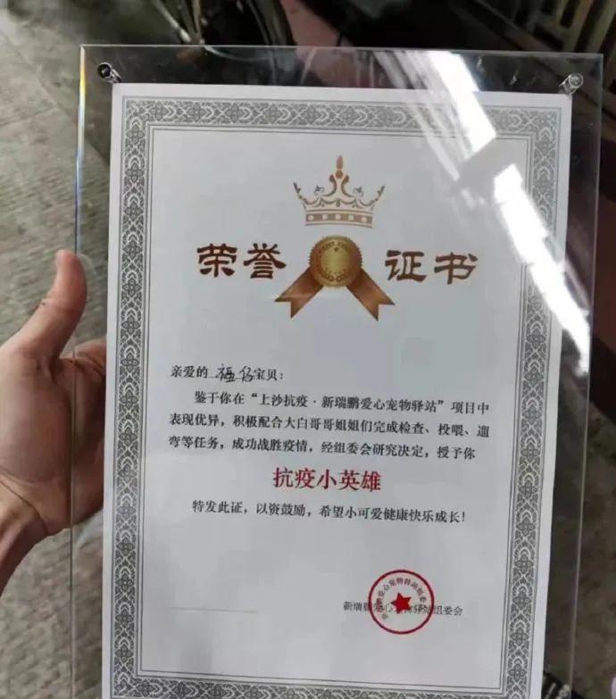 小猫小狗“隔离”后，获得了一张“荣誉证书”！