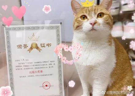 小猫小狗“隔离”后，获得了一张“荣誉证书”！