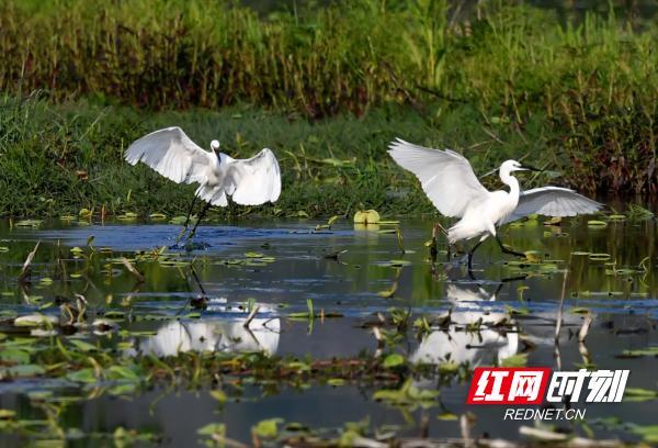 湖南江永：生态和谐美 白鹭舞蹁跹（组图）