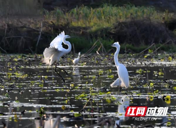 湖南江永：生态和谐美 白鹭舞蹁跹（组图）