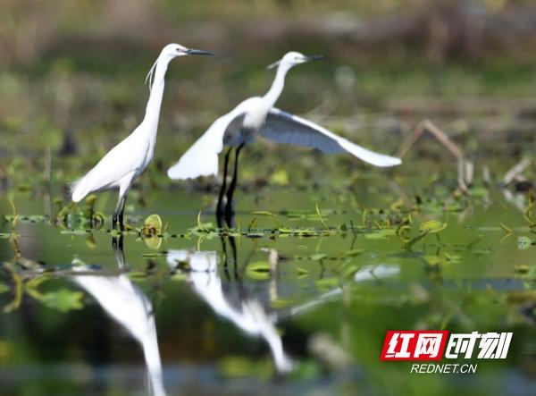 湖南江永：生态和谐美 白鹭舞蹁跹（组图）