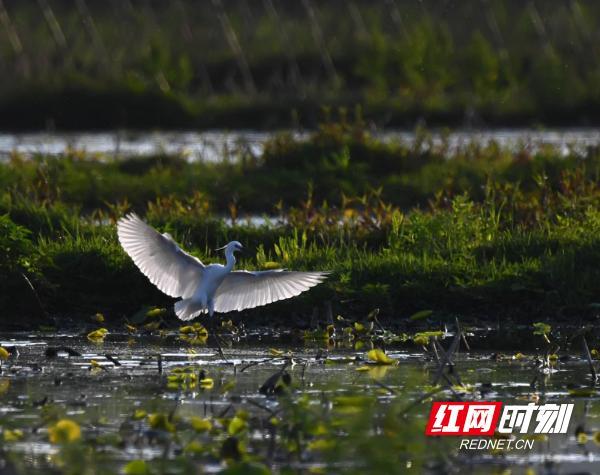 湖南江永：生态和谐美 白鹭舞蹁跹（组图）