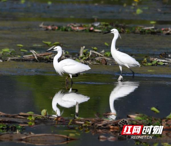 湖南江永：生态和谐美 白鹭舞蹁跹（组图）