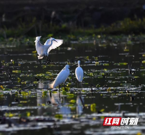 湖南江永：生态和谐美 白鹭舞蹁跹（组图）