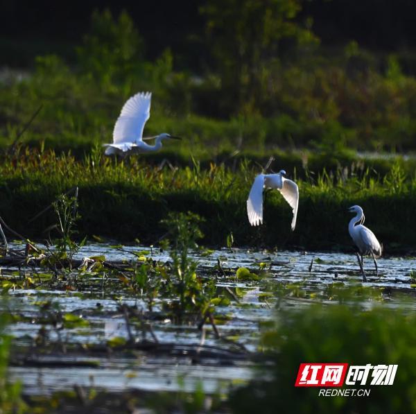 湖南江永：生态和谐美 白鹭舞蹁跹（组图）