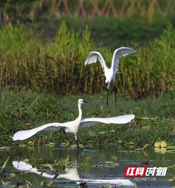 湖南江永：生态和谐美 白鹭舞蹁跹（组图）