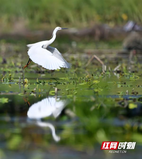 湖南江永：生态和谐美 白鹭舞蹁跹（组图）