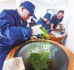 浙江富阳：高山云雾茶采收忙