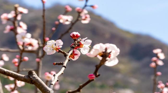 踏春赏花正当时 平谷区南独乐河镇北寨村万亩杏花齐绽放