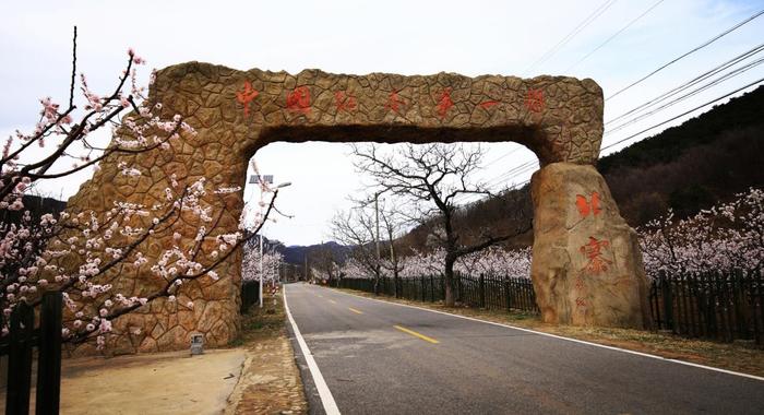 踏春赏花正当时 平谷区南独乐河镇北寨村万亩杏花齐绽放