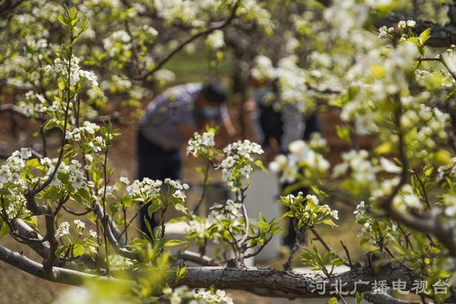 「春天的河北」河北遵化：梨花开采蜜忙