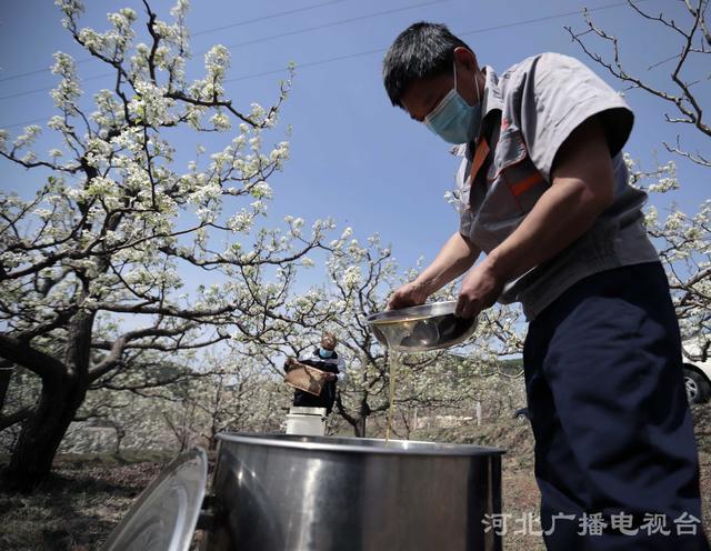 「春天的河北」河北遵化：梨花开采蜜忙